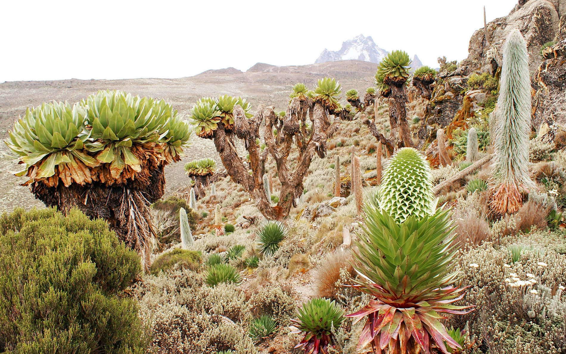 Mount Kenya S Ecological Zones And Its Unique Vegetation