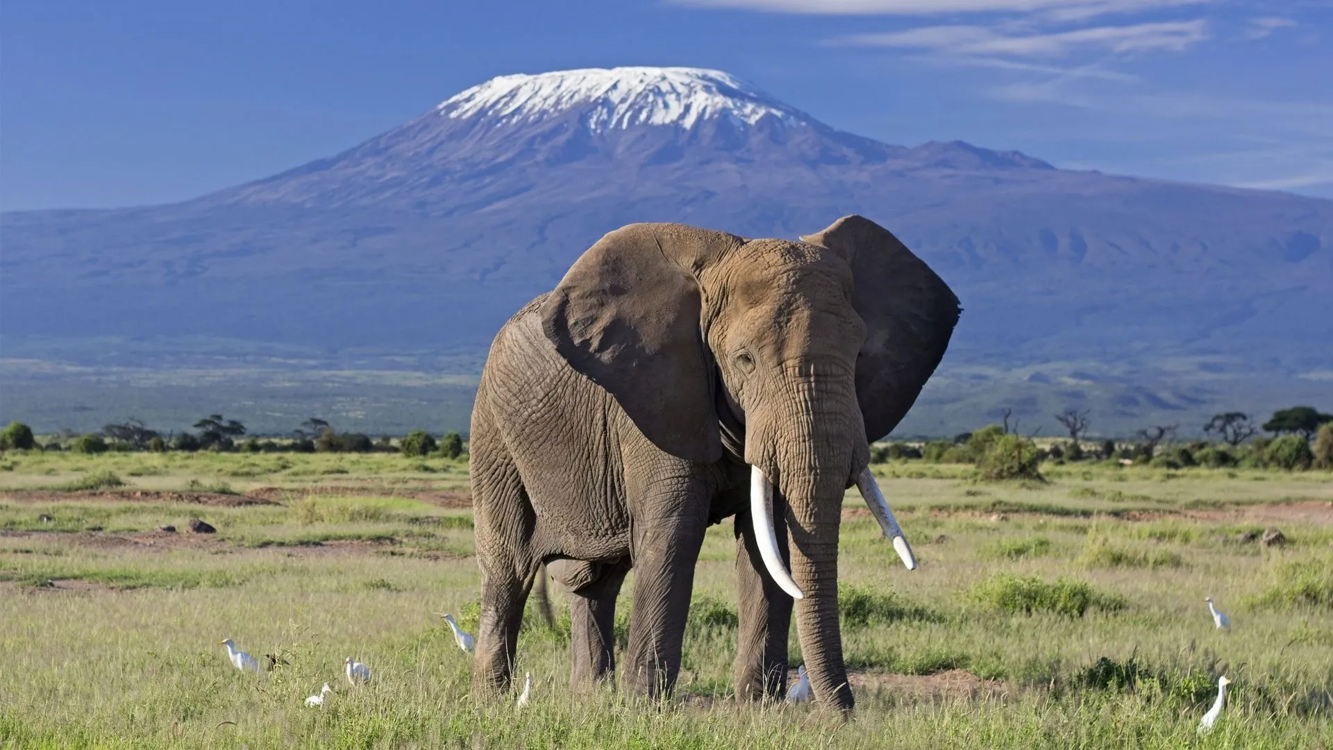 16 Days Wildebeest Migration Safari Kilimanjaro Trek And Zanzibar