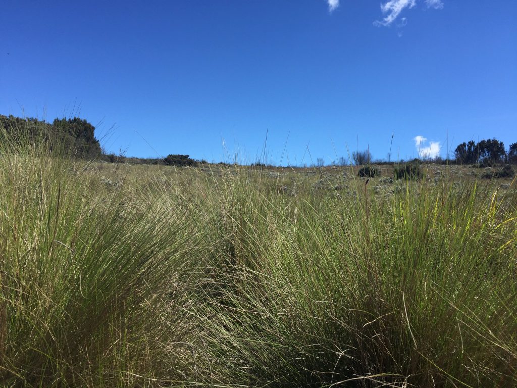 Tussock grasses