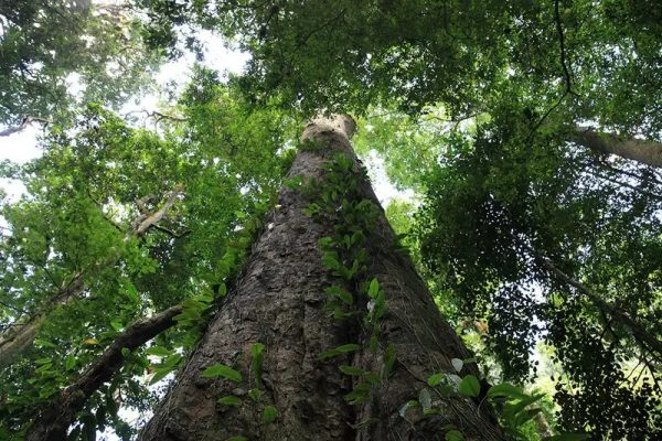 africa-tallest-tree