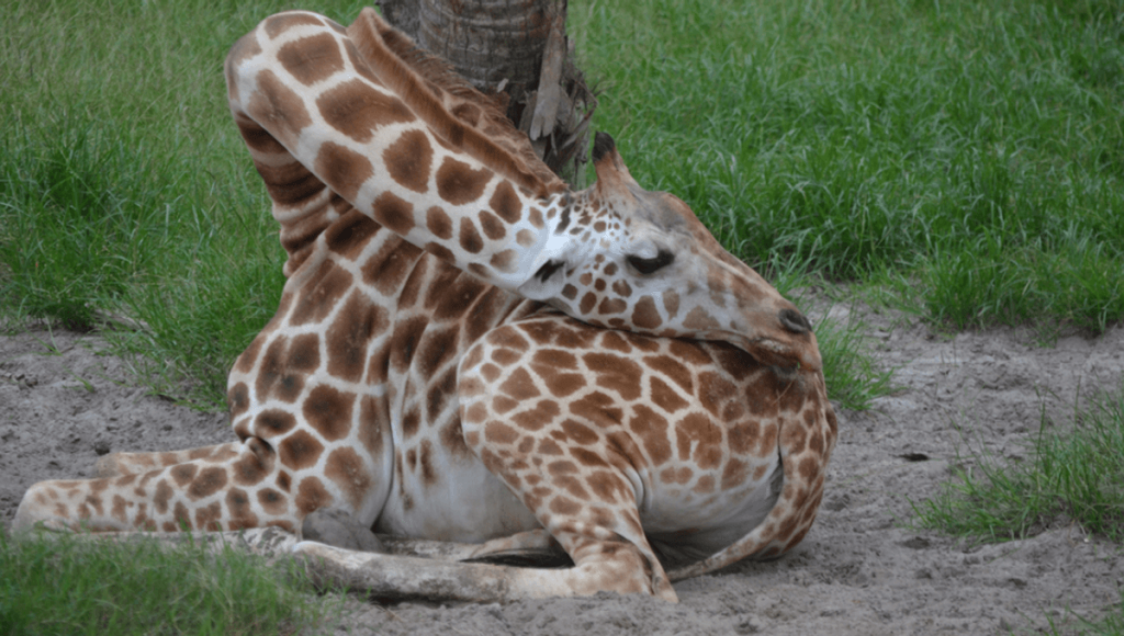 Kilimanjaro Giraffe Masai Giraffe