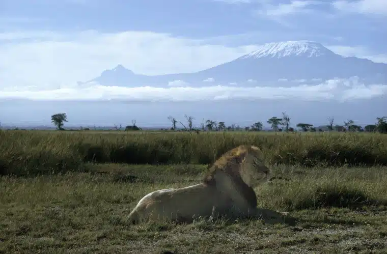 Will I Be Eaten By Lions, Hyenas And Leopards While Climbing Kilimanjaro?