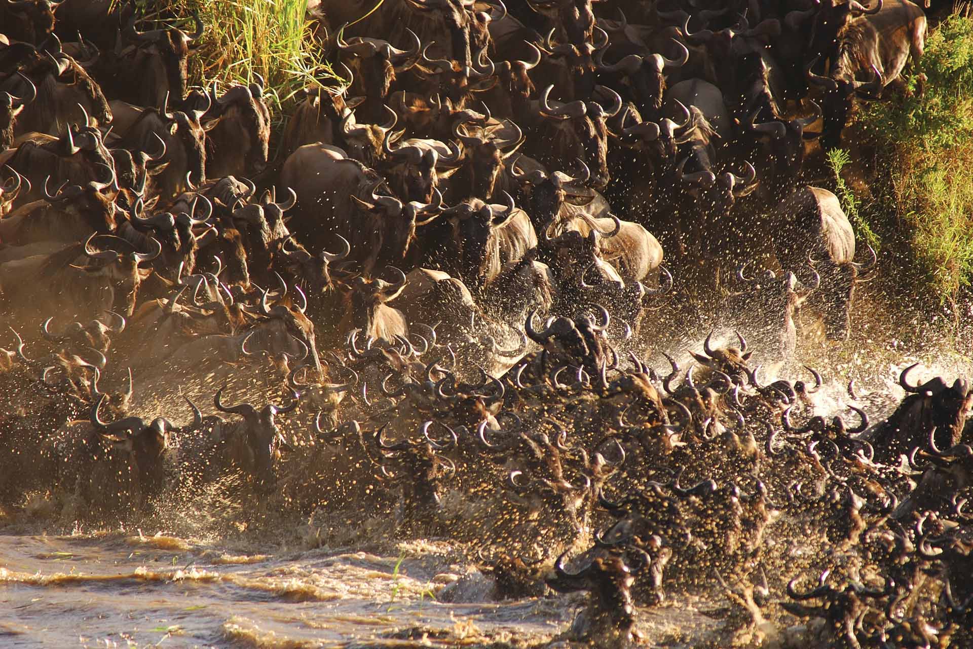 River crossing season of the wildebeest