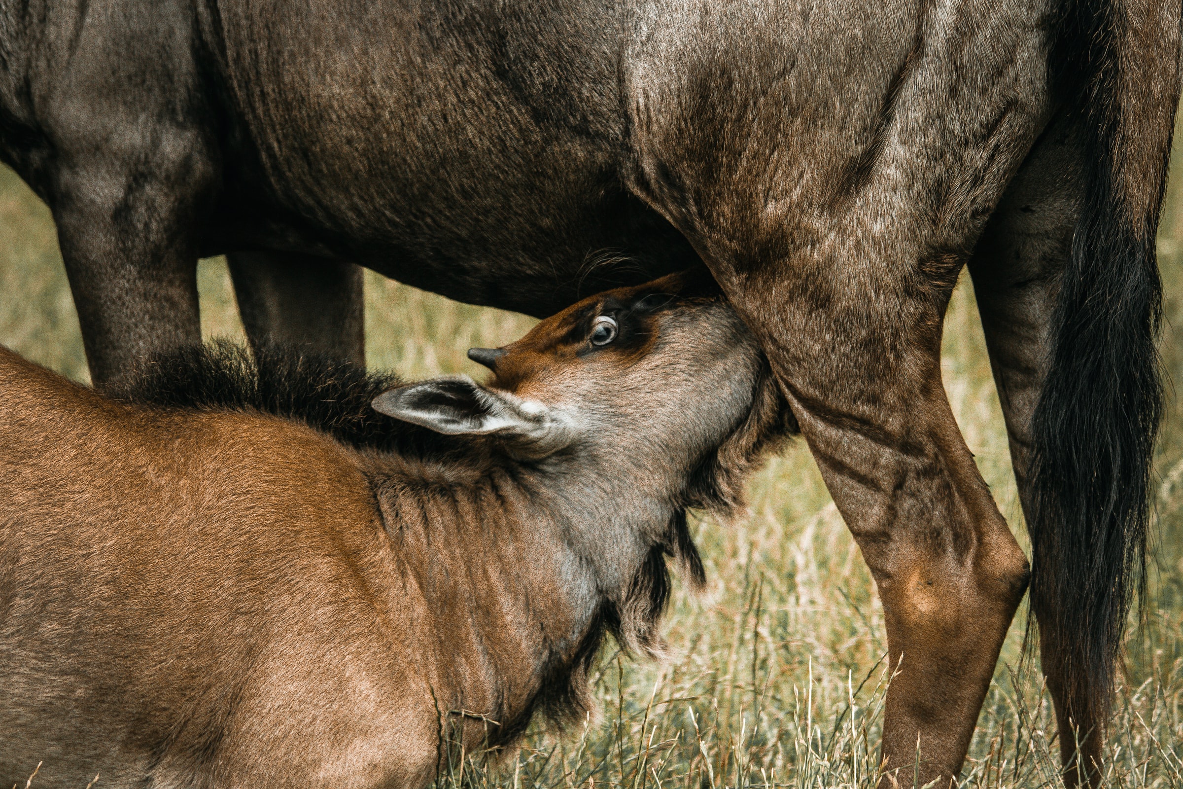Wildebeest calving season, the best time